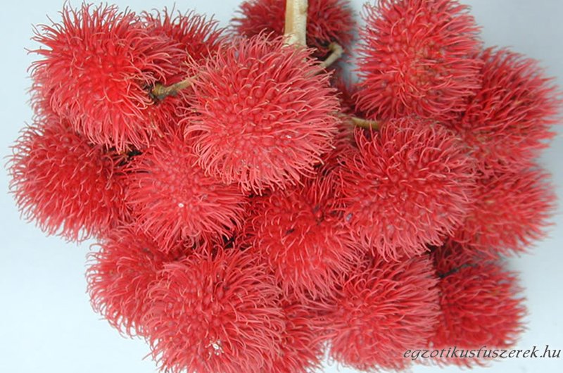 Rambután, Hamis Licsi